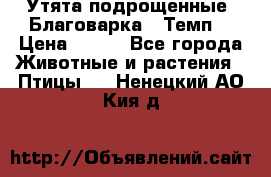 Утята подрощенные “Благоварка“,“Темп“ › Цена ­ 100 - Все города Животные и растения » Птицы   . Ненецкий АО,Кия д.